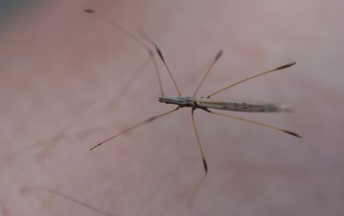 Neides sp.
